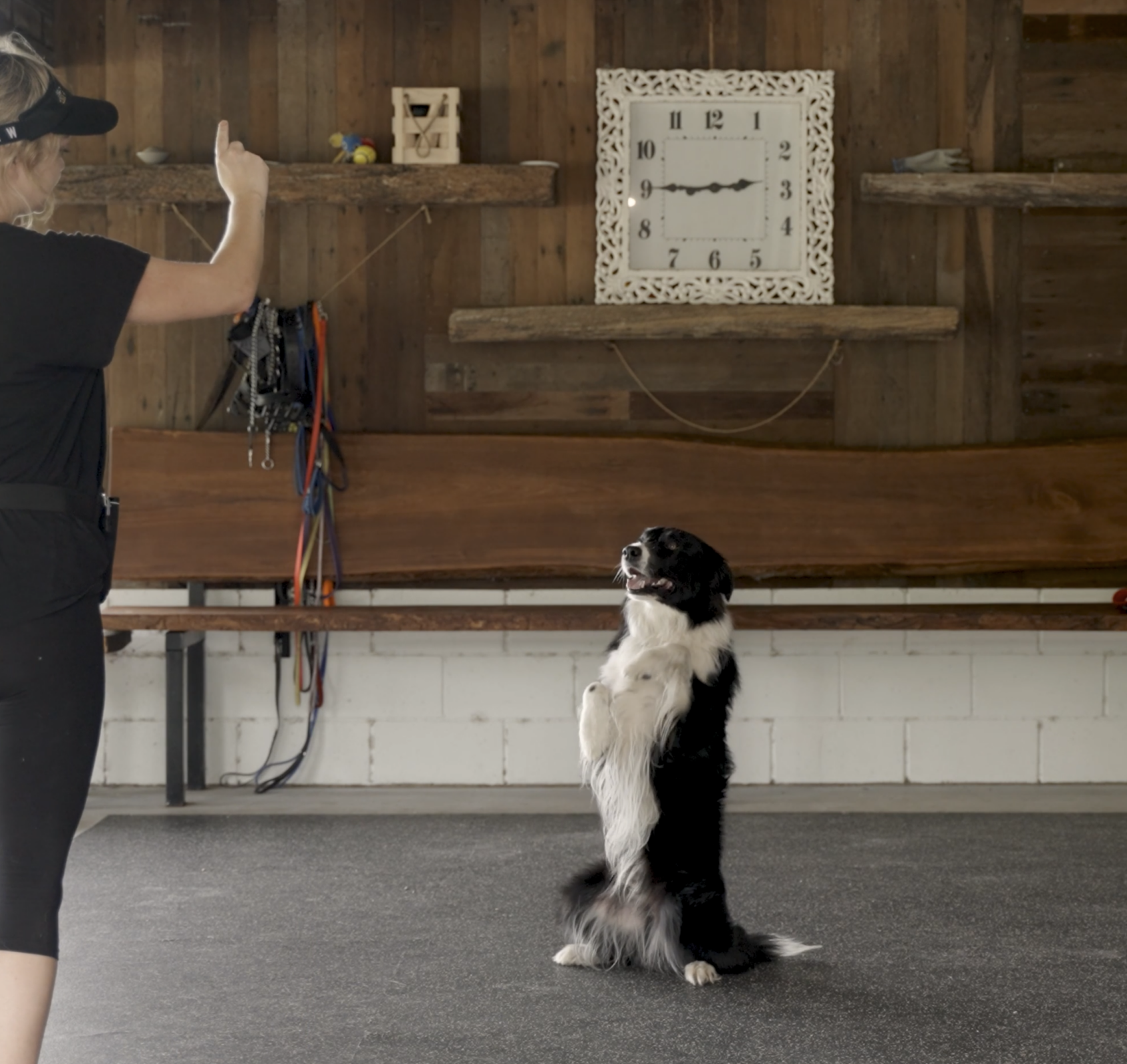 dog trick training course: Sit Pretty Jess Kaddatz